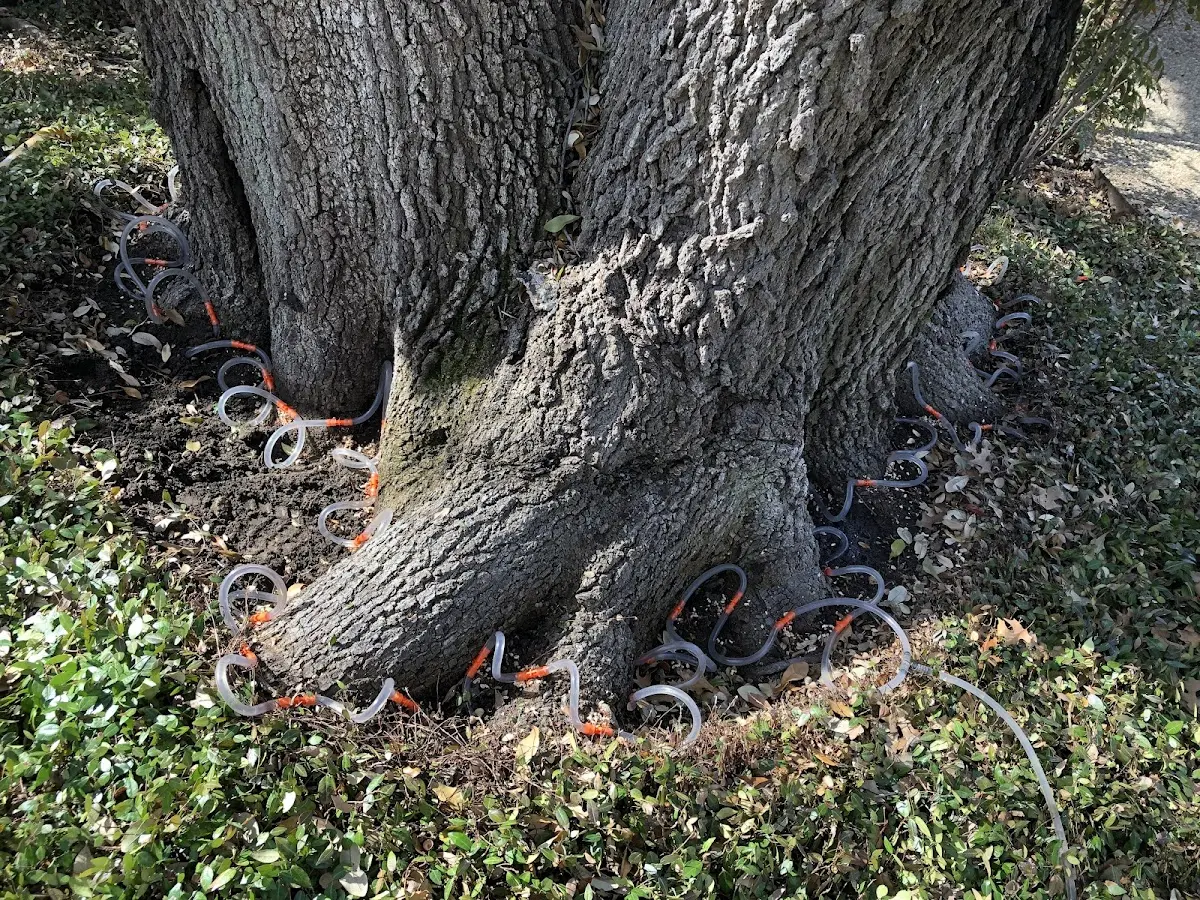 Detailed Shrub and Hedge Trimming job site in Blue Jay