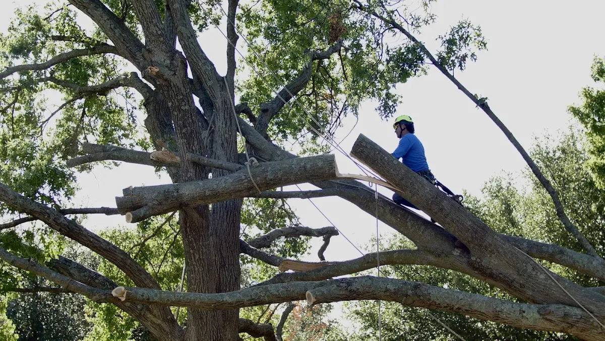 Professional Hazardous Tree Removal performed by certified arborists in Blue Jay
